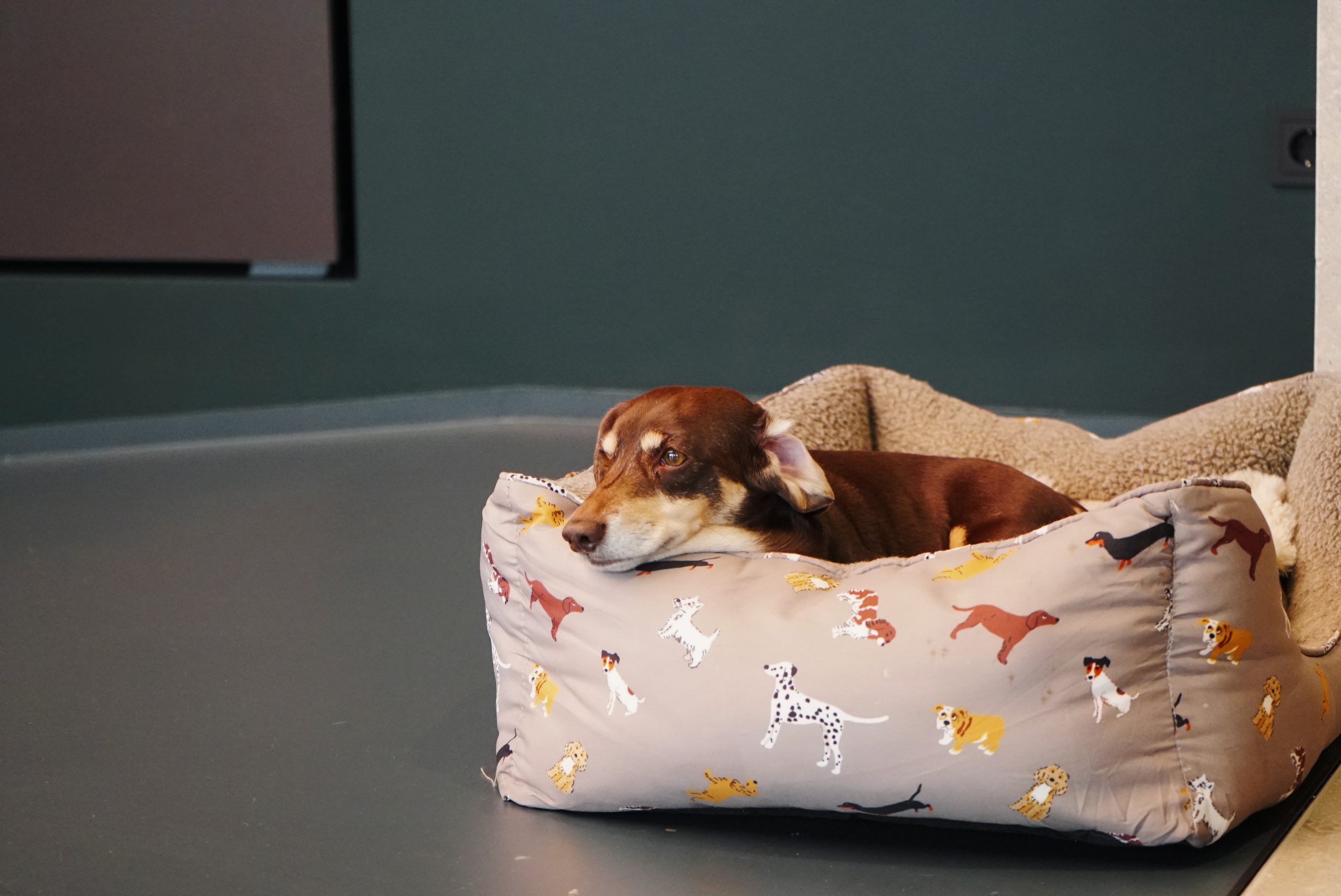 Aston Martin Nürnberg Hund - K-Cut Nürnberg