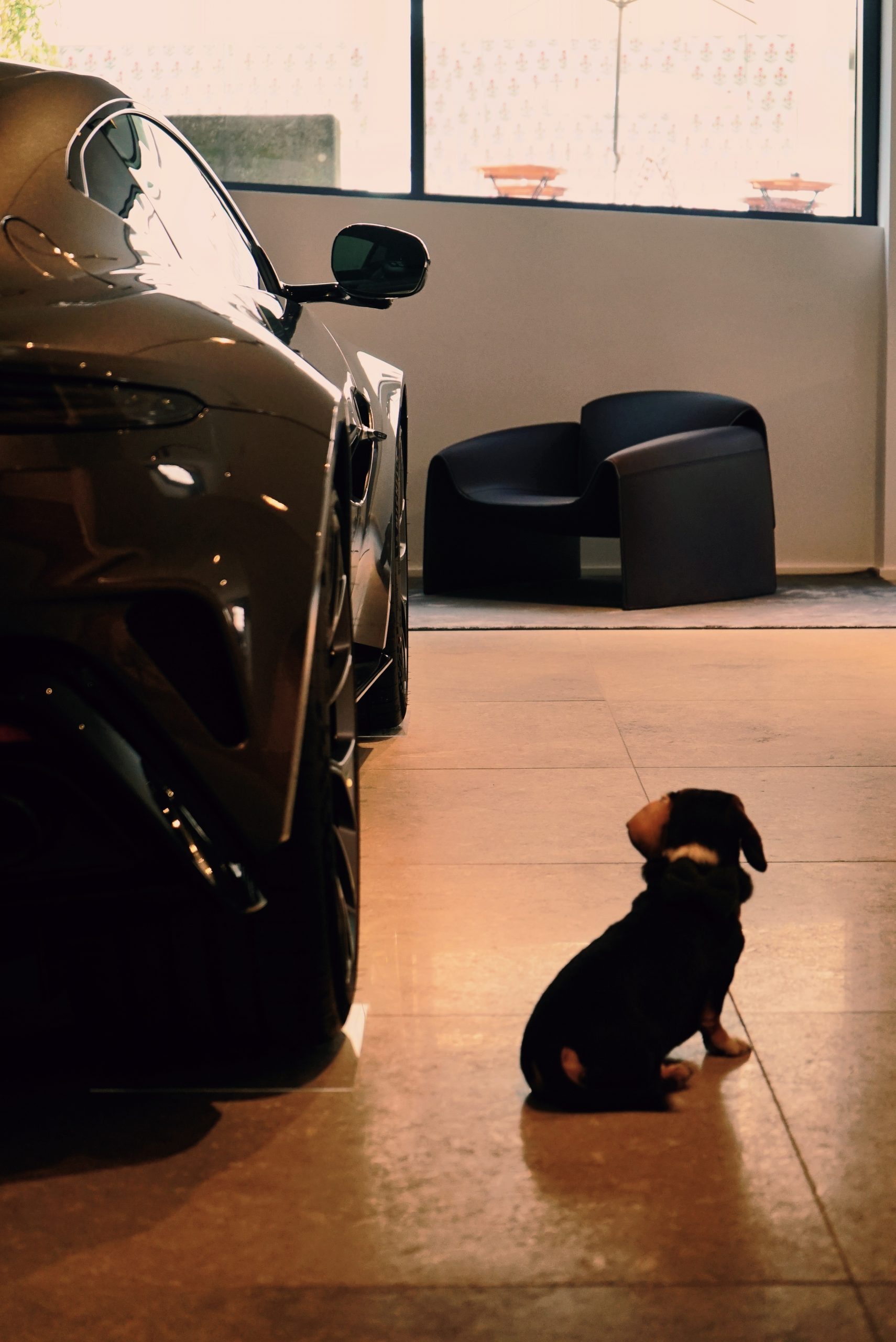 Aston Martin Nürnberg Hund - K-Cut Nürnberg